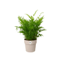 Elho b.for original rond warm grijs